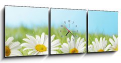 Obraz s hodinami 3D tdln - 150 x 50 cm F_BM81022704 - Chamomiles  in grass