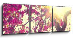 Obraz s hodinami   Spring blossom. Beautiful nature scene with blooming tree, 150 x 50 cm