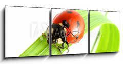 Obraz s hodinami 3D tdln - 150 x 50 cm F_BM8265173 - ladybug go to you