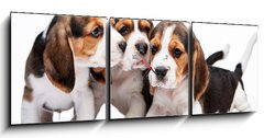 Obraz s hodinami 3D tdln - 150 x 50 cm F_BM82868571 - Beagle puppies on white background