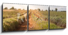 Obraz s hodinami 3D tdln - 150 x 50 cm F_BM86512213 - Harvested lavender field - Sbr levandule pole