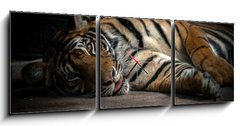 Obraz s hodinami 3D tdln - 150 x 50 cm F_BM86701191 - bengal tiger sleeping