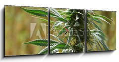 Obraz s hodinami   cannabis, 150 x 50 cm