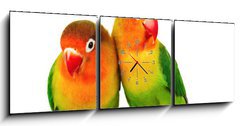 Obraz s hodinami 3D tdln - 150 x 50 cm F_BM9682324 - Pair of lovebirds agapornis-fischeri isolated on white