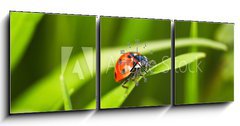 Obraz s hodinami   Ladybug, 150 x 50 cm