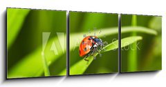 Obraz s hodinami 3D tdln - 150 x 50 cm F_BM97352641 - Ladybug - Slunko sedmiten