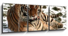 Obraz s hodinami 3D tdln - 150 x 50 cm F_BM9779965 - Tiger