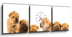 Obraz s hodinami   Group of beautiful sharpei puppies isolated on white background, 150 x 50 cm