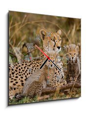 Obraz s hodinami 1D - 50 x 50 cm F_F100367879 - Mother cheetah and her cubs in the savannah. Kenya. Tanzania. Africa. National Park. Serengeti. Maasai Mara. An excellent illustration. - Matka gepard a její mláďata v savaně. Keňa. Tanzanie. Afrika. Národní park. Serengeti. Maasai Mara. Vynikající ilustrace.