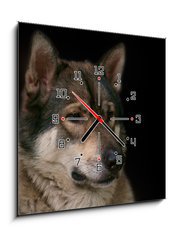 Obraz s hodinami 1D - 50 x 50 cm F_F119283625 - Wolf / Portrait of wolf on black background.