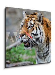 Obraz s hodinami 1D - 50 x 50 cm F_F12988671 - Tiger