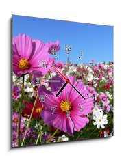 Obraz s hodinami 1D - 50 x 50 cm F_F13047845 - Pink cosmos - Růžový kosmos