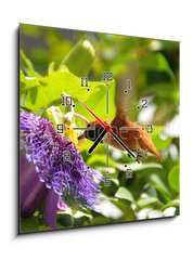 Obraz s hodinami 1D - 50 x 50 cm F_F13649103 - Rufous hummingbird