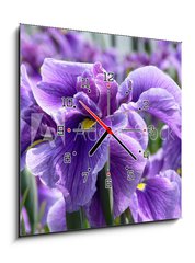 Obraz s hodinami   Purple Flag Iris, 50 x 50 cm