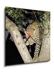 Obraz s hodinami 1D - 50 x 50 cm F_F147411 - leopard