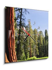Obraz s hodinami 1D - 50 x 50 cm F_F15203016 - Sequoia National forest, CA