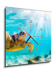 Obraz s hodinami 1D - 50 x 50 cm F_F156465312 - An endangered Hawaiian Green Sea Turtle cruises in the warm waters of the Pacific Ocean in Hawaii. - Ohroen havajsk elva zelen mosk plavba v teplch vodch Tichho ocenu na Havaji.