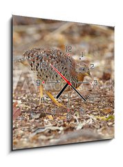 Obraz s hodinami 1D - 50 x 50 cm F_F161127191 - Yellow-legged Buttonquail Turnix tanki Male Cute Birds of Thailand - lut