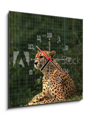 Obraz s hodinami 1D - 50 x 50 cm F_F170169632 - Cheetah/This is wild african cheetah in ZOO.