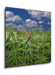 Obraz s hodinami   Cannabis Hanf Feld, 50 x 50 cm