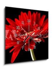 Obraz s hodinami 1D - 50 x 50 cm F_F18414597 - Red daisy-gerbera on black background.