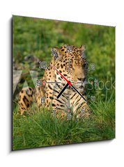 Obraz s hodinami 1D - 50 x 50 cm F_F19063802 - Leopard