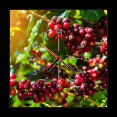 Obraz s hodinami 1D - 50 x 50 cm F_F191206750 - 100% Organic Arabica Coffee Beans On Tree In CHIANG RAI, North of Thailand.