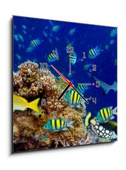 Obraz s hodinami 1D - 50 x 50 cm F_F196736176 - colorful wide underwater coral reef panorama banner background with many fishes turtle and marine life / Unterwasser Korallenriff breit Hintergrund