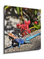 Obraz s hodinami   Red headed Rock Agama on rock, 50 x 50 cm
