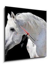 Obraz s hodinami 1D - 50 x 50 cm F_F20437114 - white horse isolated on black - bílý kůň izolovaných na černém