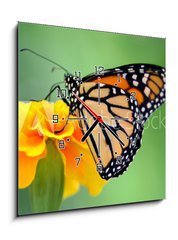 Obraz s hodinami 1D - 50 x 50 cm F_F2114104 - monarch butterfly - monarchový motýl