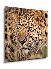 Obraz s hodinami 1D - 50 x 50 cm F_F21374937 - Leopard Hunting