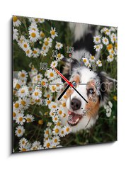 Obraz s hodinami 1D - 50 x 50 cm F_F215121166 - A happy dog in flowers. The pet is smiling. Field Camomiles. The Astralian Shepherd Tricolor - Šťastný pes v květech. Domácí zvíře se usmívá. Polní heřmány. Astralian Shepherd Tricolor