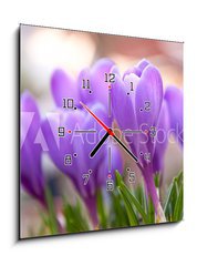 Obraz s hodinami 1D - 50 x 50 cm F_F21779067 - Violet Crocuses in the garden