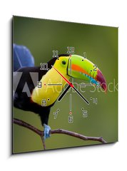 Obraz s hodinami   Keel Billed Toucan, from Central America., 50 x 50 cm