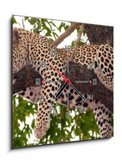 Obraz s hodinami 1D - 50 x 50 cm F_F23087097 - Leopard sleeping on the tree