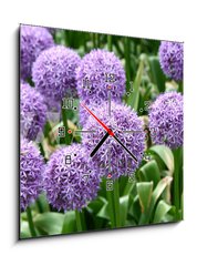 Obraz s hodinami 1D - 50 x 50 cm F_F23558133 - Giant Onion (Allium Giganteum) blooming in a garden