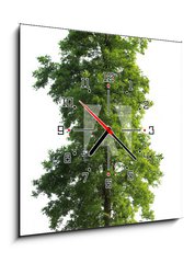 Obraz s hodinami   Tree isolated, 50 x 50 cm