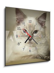 Obraz s hodinami 1D - 50 x 50 cm F_F24974948 - 16 week old ragdoll kitten