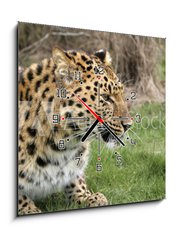 Obraz s hodinami   leopard, 50 x 50 cm