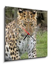 Obraz s hodinami 1D - 50 x 50 cm F_F2526308 - focused leopard