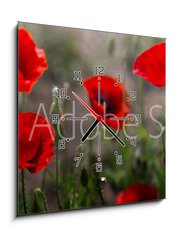 Obraz s hodinami 1D - 50 x 50 cm F_F254517671 - Red poppy on green weeds field. Poppy flowers.Close up poppy head. red poppy. Papaver rhoeas - Červený mák na poli zeleného plevele. Květy máku. Zavřete hlavu máku. červený mák. Papaver rhoeas