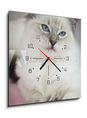 Obraz s hodinami 1D - 50 x 50 cm F_F25561963 - 4 month old ragdoll kitten in colour - 4 msce star ragdoll kot v barv