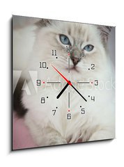 Obraz s hodinami   4 month old ragdoll kitten in colour, 50 x 50 cm