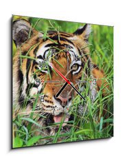 Obraz s hodinami 1D - 50 x 50 cm F_F25950312 - Bengal Tiger - Bengálský tygr