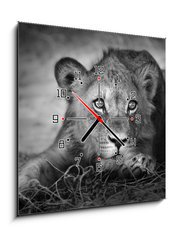 Obraz s hodinami 1D - 50 x 50 cm F_F26051475 - Young lion portrait - Portrt mladho lva