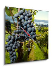 Obraz s hodinami 1D - 50 x 50 cm F_F26496881 - ripe Purple Grapes - zralé fialové hrozny