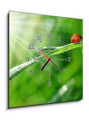 Obraz s hodinami 1D - 50 x 50 cm F_F30860001 - fresh morning dew and ladybird - čerstvou ranní rosou a beruška