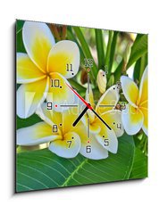 Obraz s hodinami 1D - 50 x 50 cm F_F31591556 - frangipanier