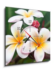 Obraz s hodinami 1D - 50 x 50 cm F_F32139814 - fleurs de frangipanier